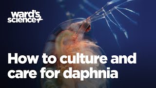 Caring and Culturing for Daphnia [upl. by Casie547]