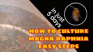 How to Culture Magna Daphnia Easily [upl. by Norahc95]