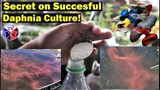 How to Culture Daphnia Successfully [upl. by Acima]