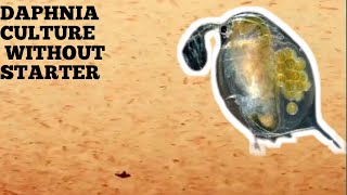 HOW TO CULTURE DAPHNIA NATURALLY WITHOUT A STARTER [upl. by Ayatal525]