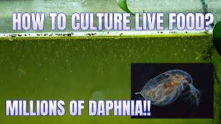 How to Culture Daphnia Secret Method to Breed MILLIONS  Simply Aquatic [upl. by Gelasius345]