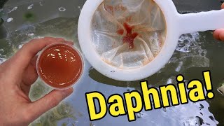 How I Culture Daphnia In Outdoor Tubs [upl. by Junia37]