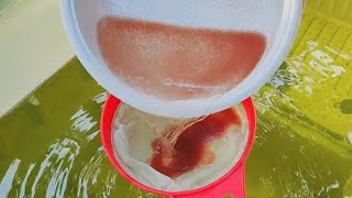 How to culture daphnia  Daphnia culture  How to grow daphnia outdoor [upl. by Tnattirb]