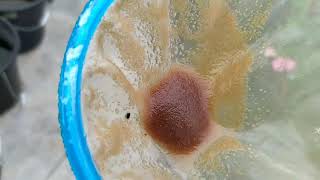 How to culture daphnia moina in a small container Part 1 English Subtitle [upl. by Erena]