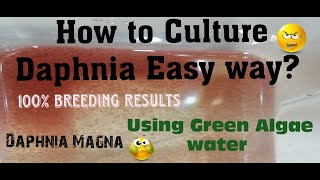 Daphnia MagnaHow to Culture Daphnia Easy wayCulturing Daphnia using Green water Daphnia [upl. by Tower]