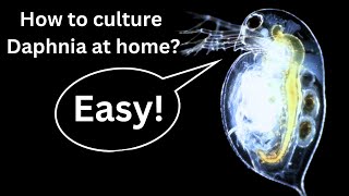 BEST Live Fish Food Beginner guide How to Culture Daphnia at home [upl. by Rosmarin]