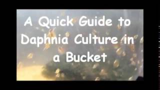 How to culture daphnia outside [upl. by Dituri]