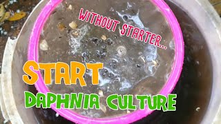 How to culture daphnia moina the easy way 1  Starting the Daphnia culture [upl. by Haidabez769]