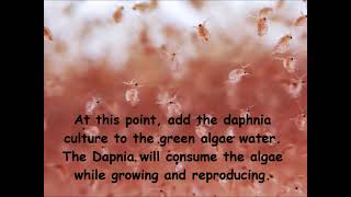 Daphnia  How to grow daphnia in your home [upl. by Kerad16]