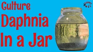 How to Culture Daphnia in a Jar [upl. by Audette]