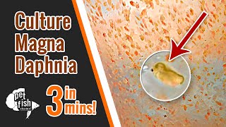 How to culture DAPHNIA MAGNA  The easy way [upl. by Smitt]