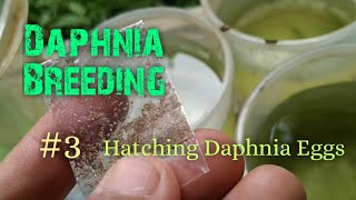 Daphnia Culture made simple and easy 3  Hatching Daphnia eggs [upl. by Laurie]