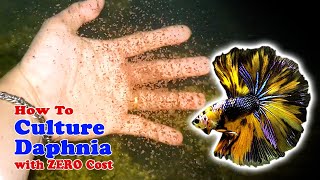 How to Culture Daphnia with ZERO Cost  Unlimited Live Food For Our Fish [upl. by Odlaniger727]