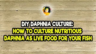 DIY Daphnia Culture How to Culture Nutritious Daphnia as Live Food for Your Fish [upl. by Niwhsa]