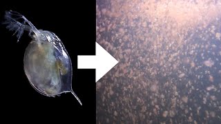 How I Culture Daphnia [upl. by Shirleen]