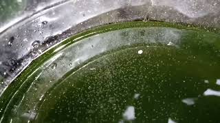 DAPHNIA MOINA CULTURE IN A SMALL BUCKET [upl. by Imena]