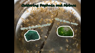 How To Culture Daphnia and Moinas using Green Water Spirulina powder [upl. by Nebuer415]