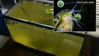 Raising Daphnia for the Freshwater Aquarium [upl. by Aihtenyc]