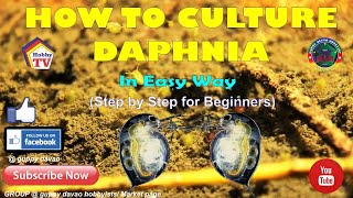 HOW TO CULTURE DAPHNIA In Easy Way [upl. by Menzies]